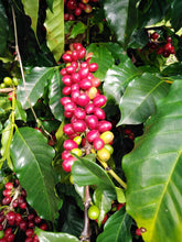 Costa Rica - Finca Higuerones - SUMMER 23 Coffee